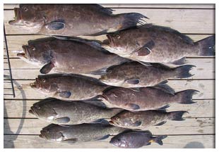 Grouper day catch