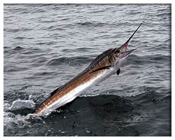 Deep sea fishing charter rates